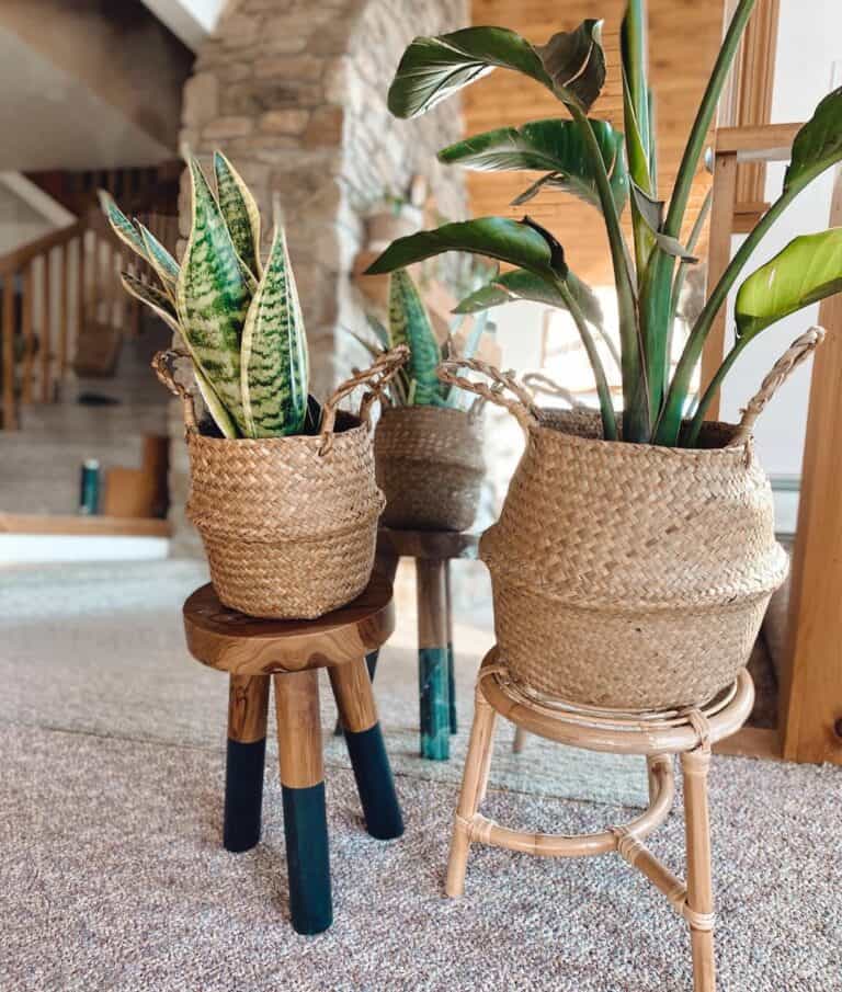 Rattan Plant Baskets on Stools