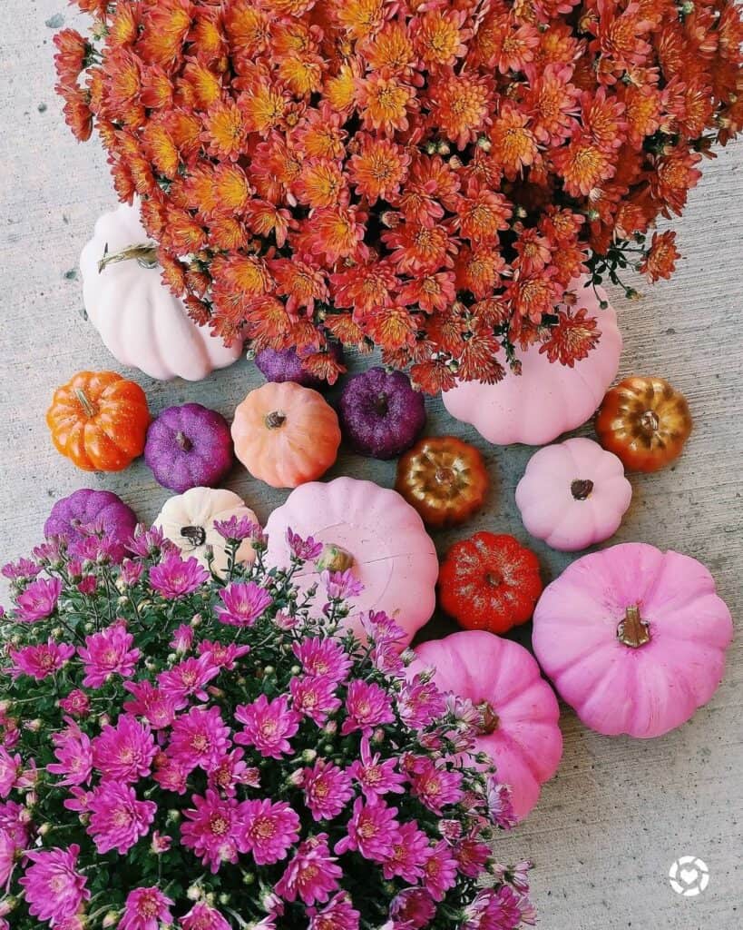 Autumnal Display in Pink and Orange