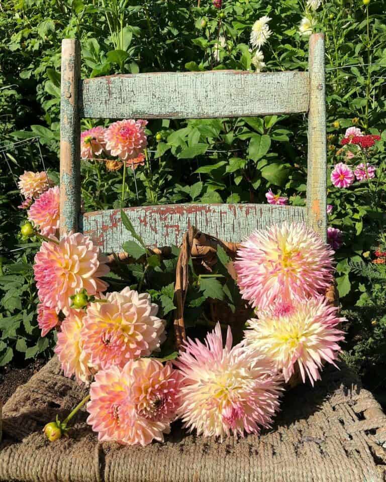 Distressed Chair Topped With Dahlias
